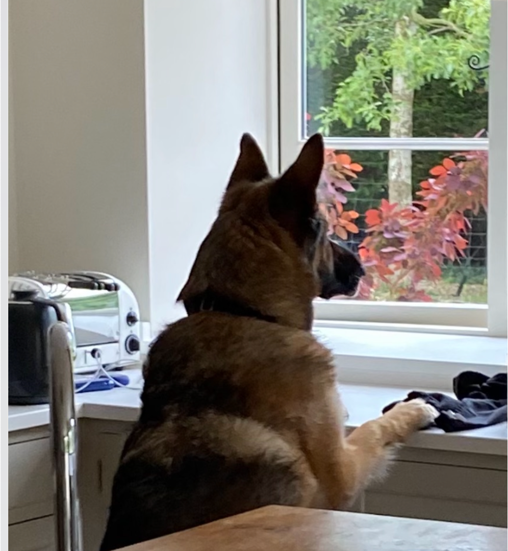 DataDog $DDOG x The Death Of Software - NO PAYWALL