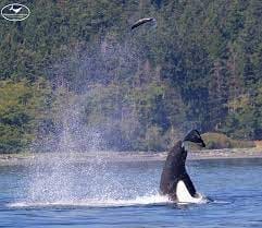 How To Be More Like A Big Money Orca, And Less Like A Seal