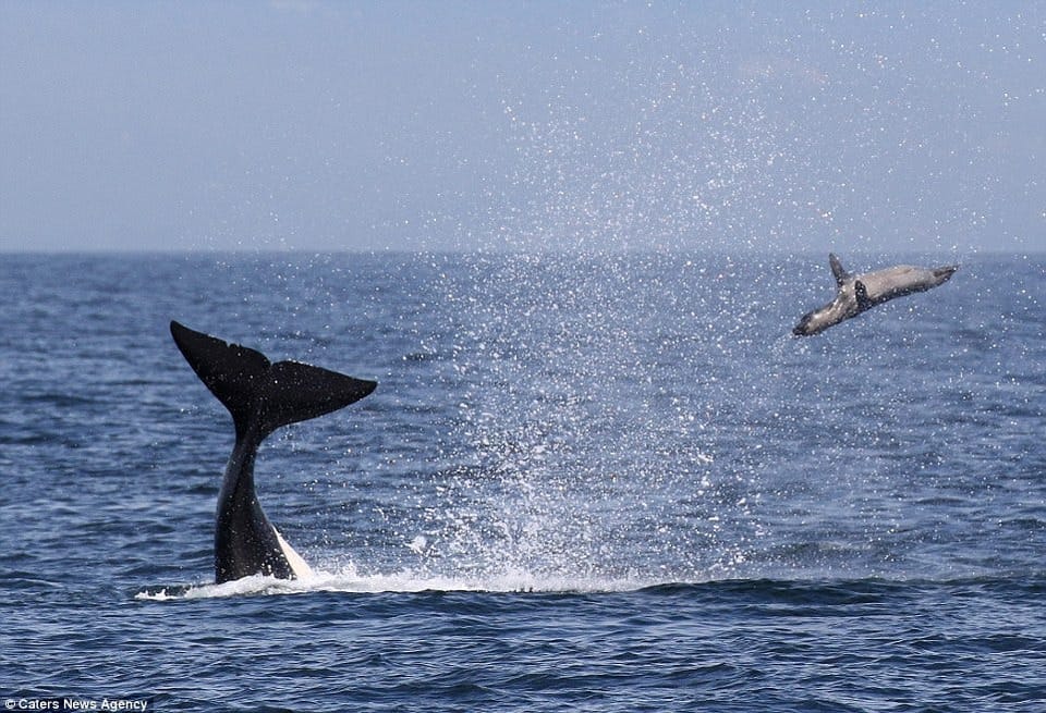 Seal Tossing Continues Apace